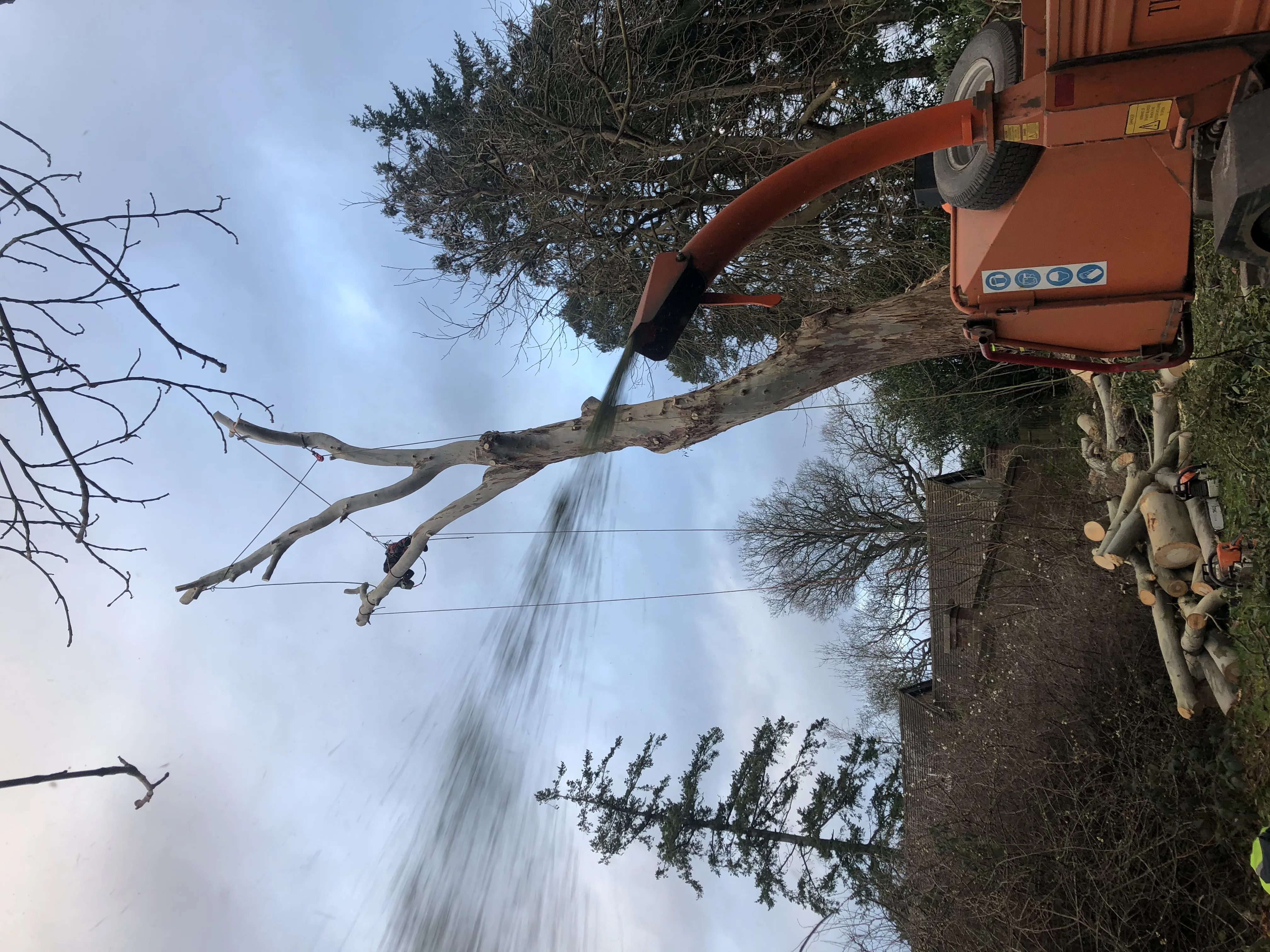 Tree surgeon operating a large tracked wood chipper