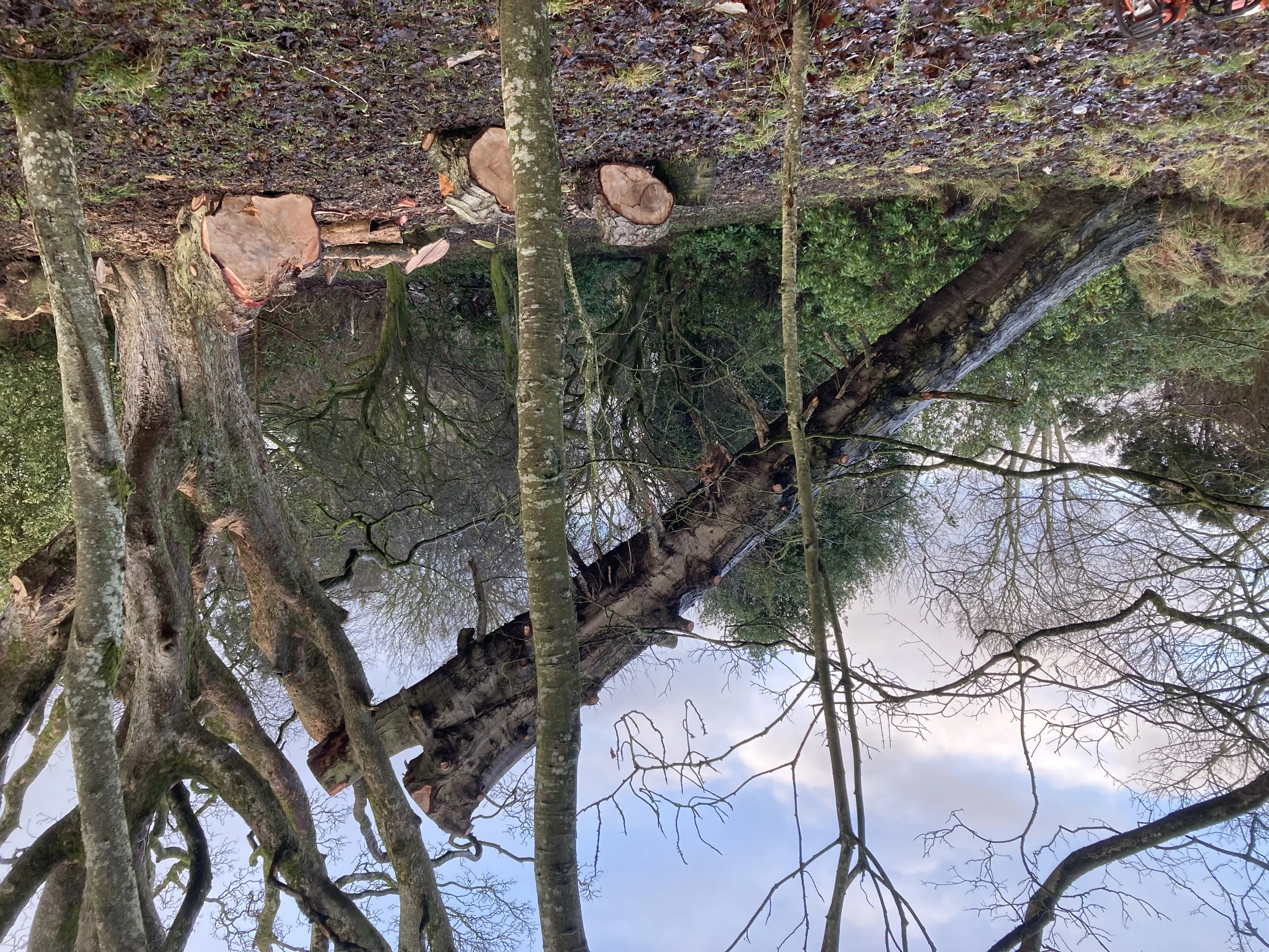 Cleanly felled large tree trunk on the ground