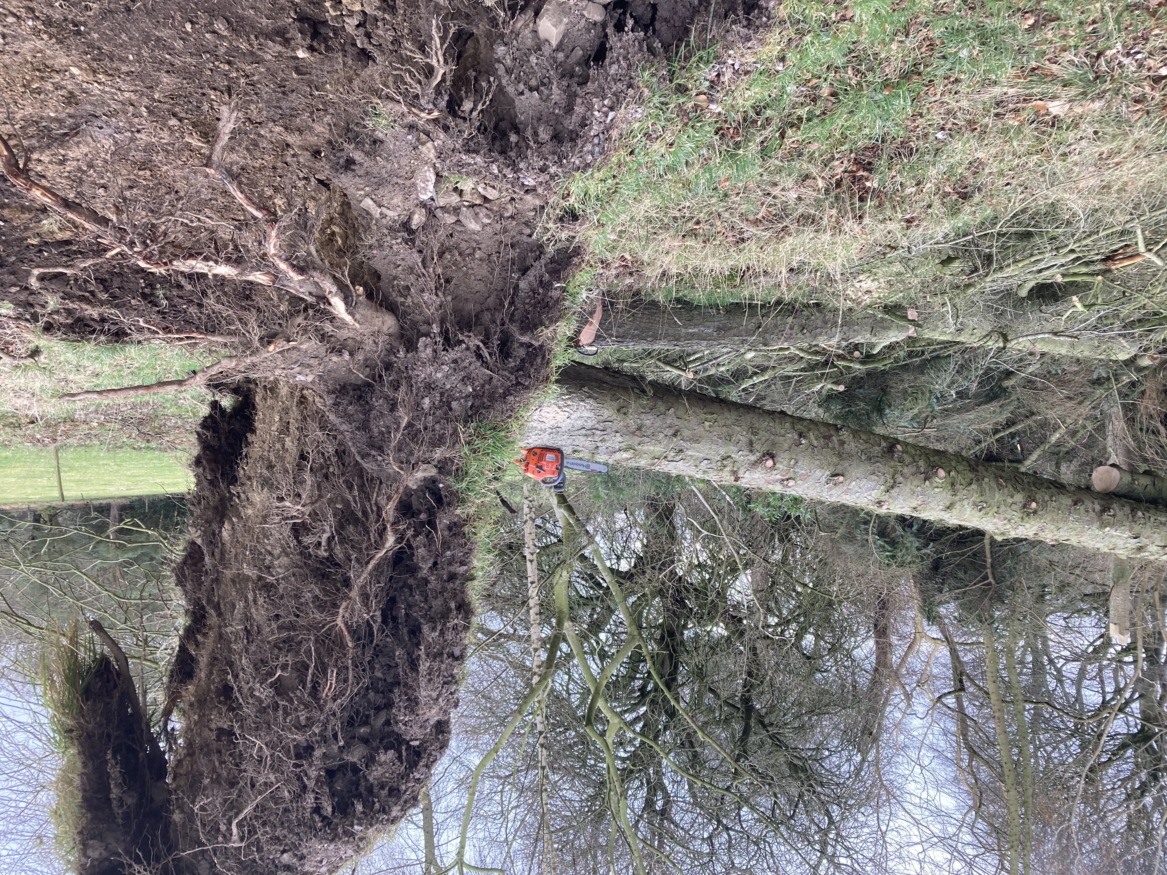 Massive uprooted tree requiring emergency clearance