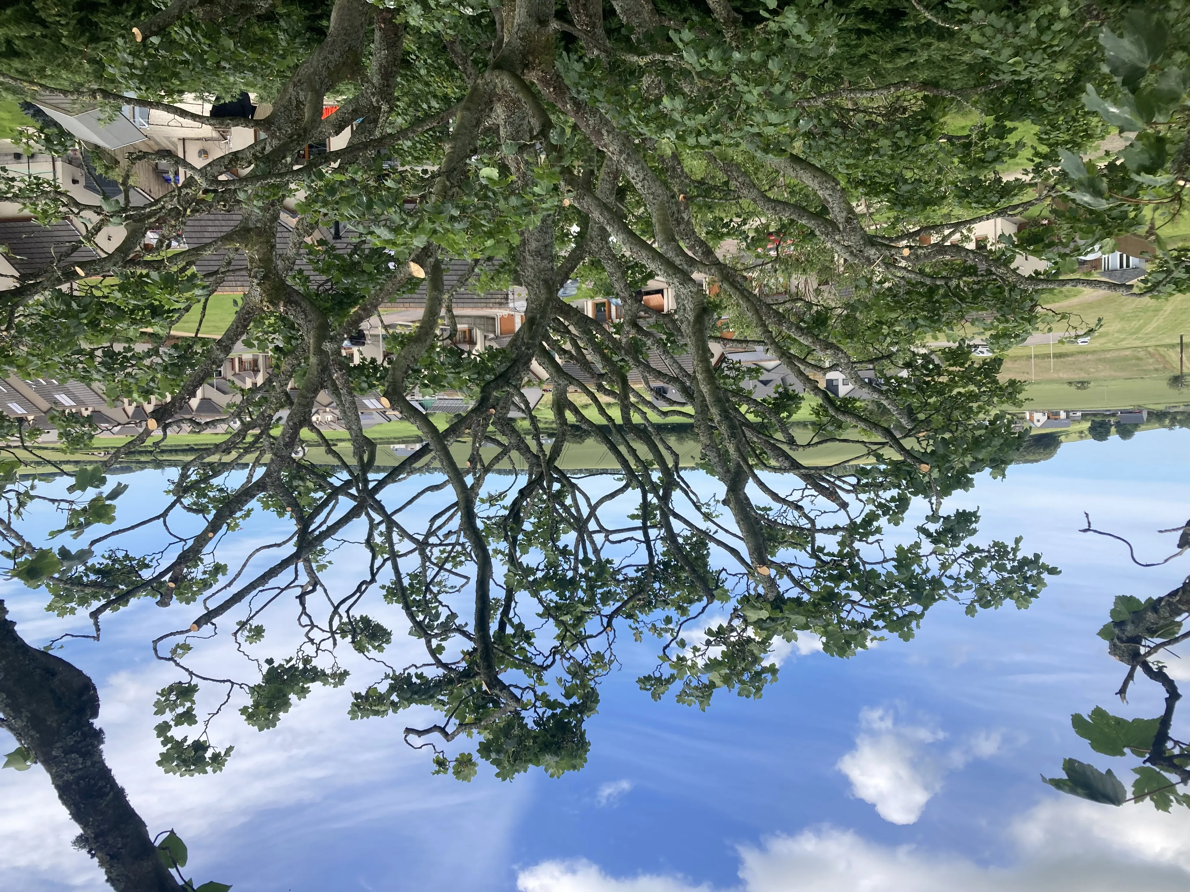 Tree pruning and deadwooding