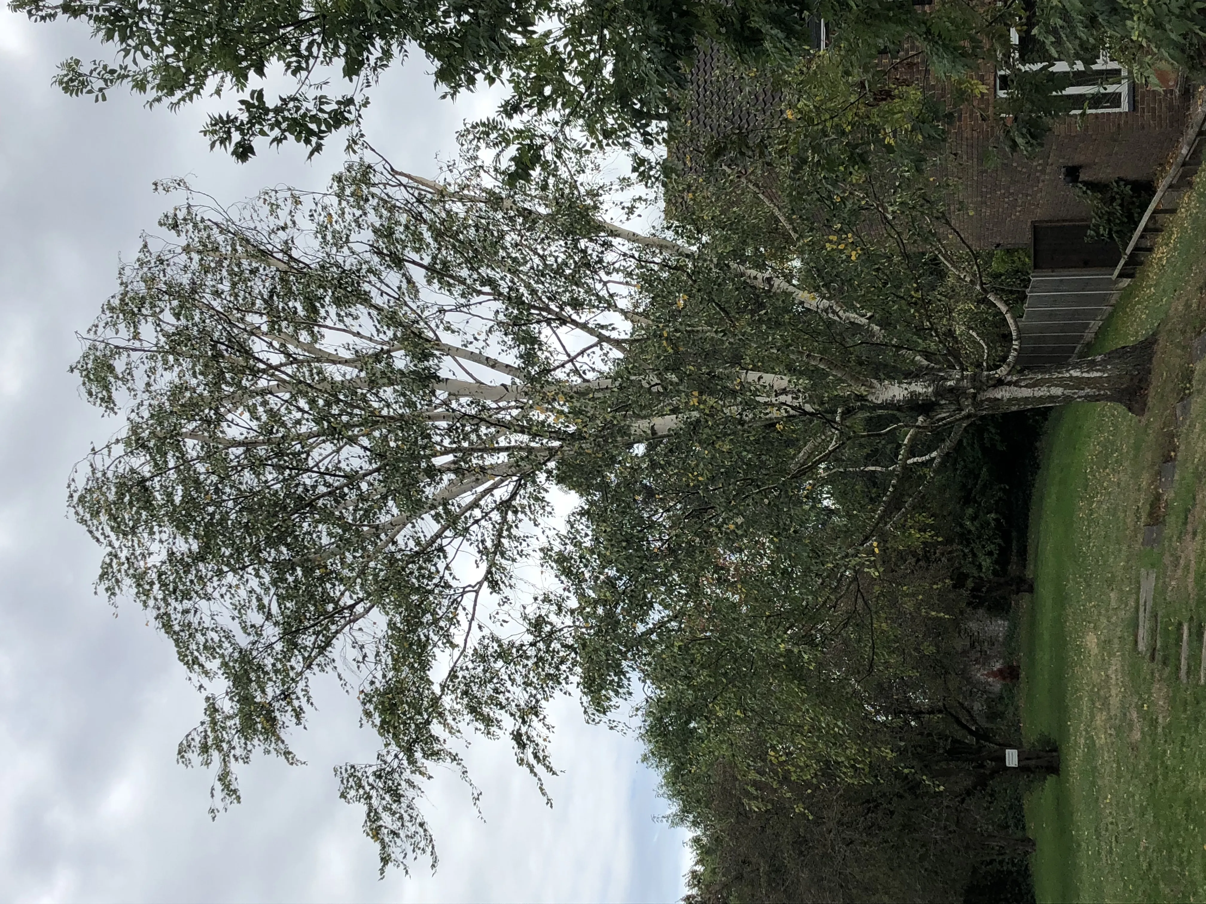 Tree surgeon performing a crown reduction