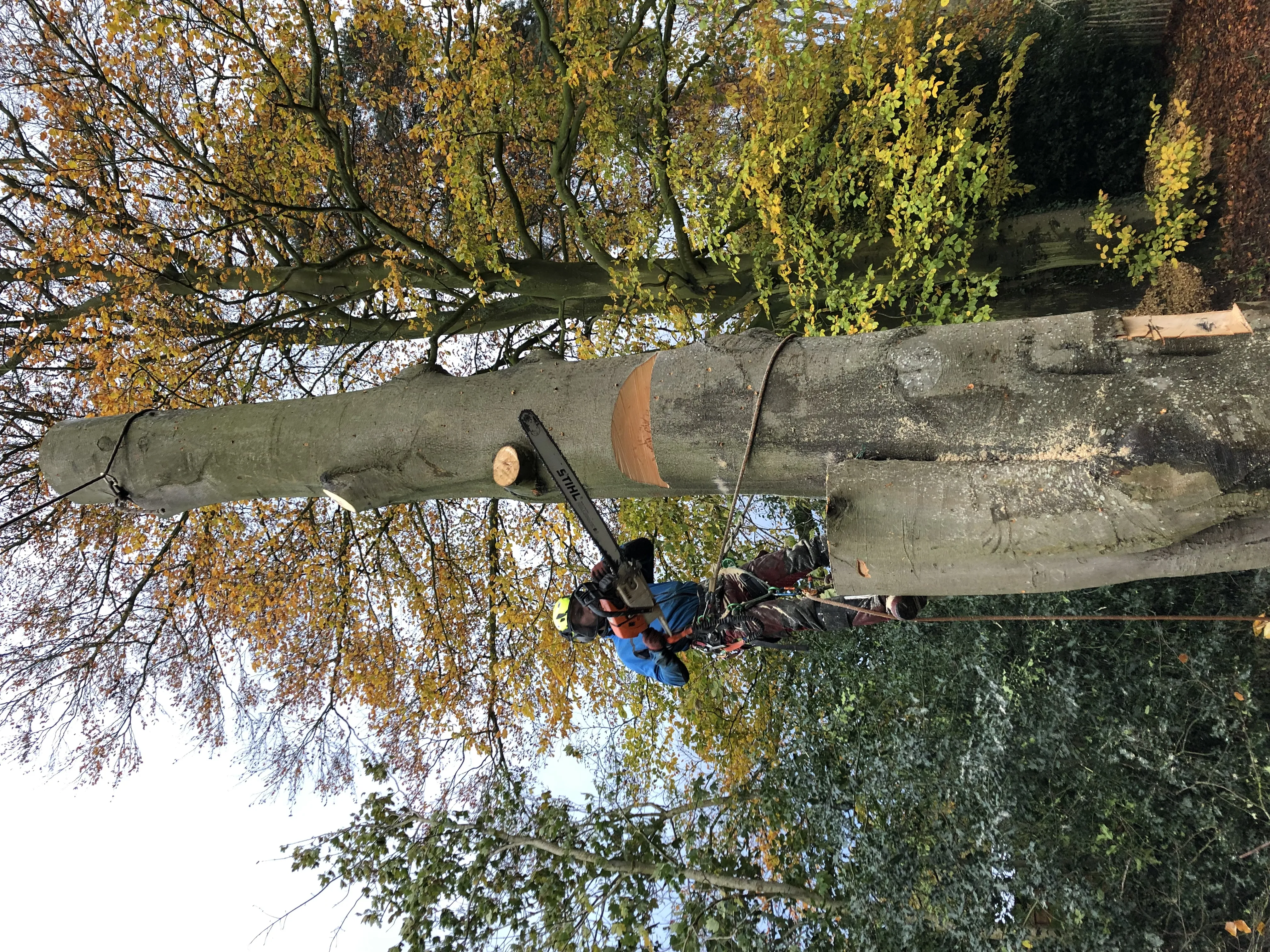 Tree felling and dismantling