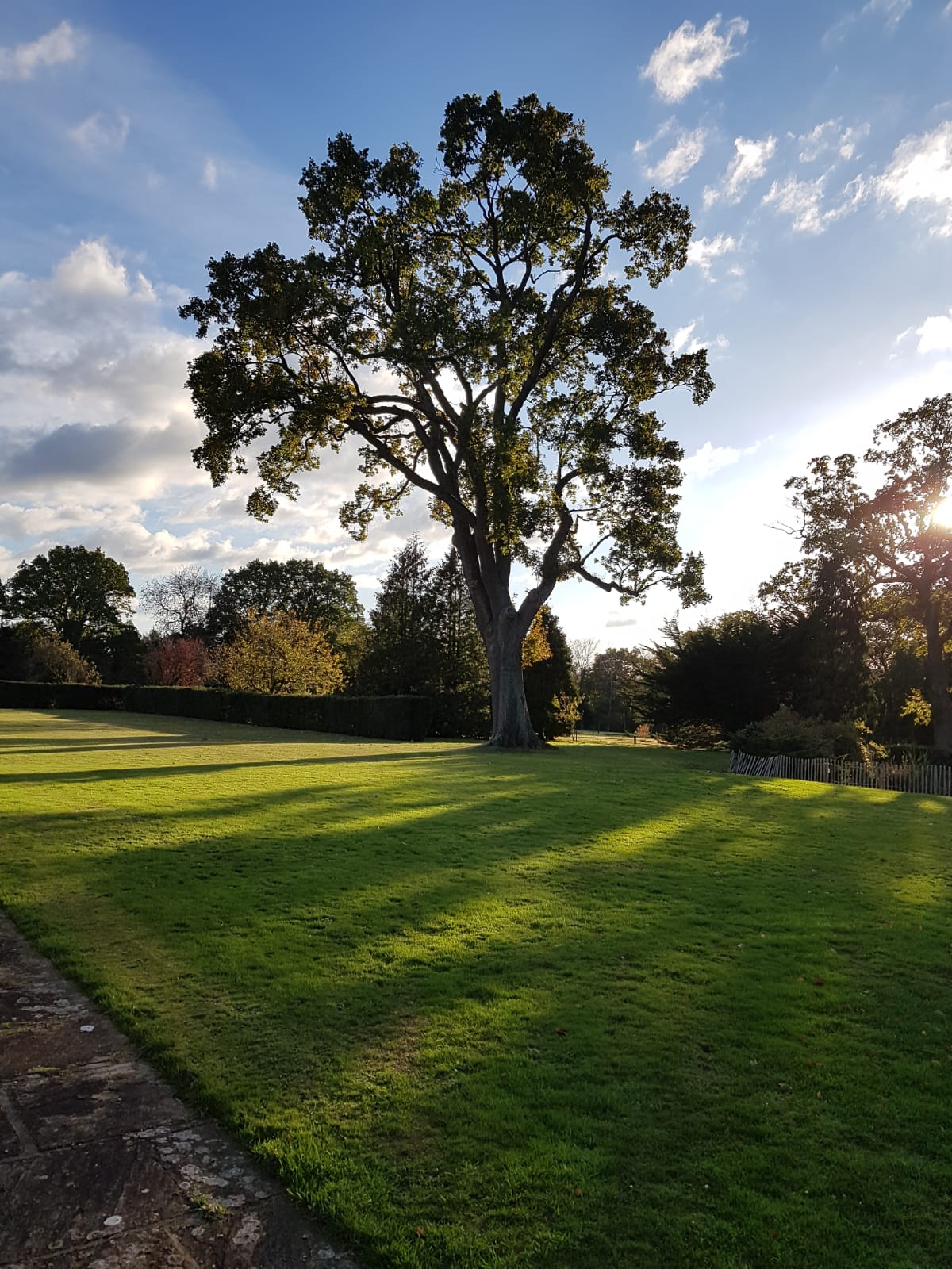 A mature tree being assessed for a professional survey