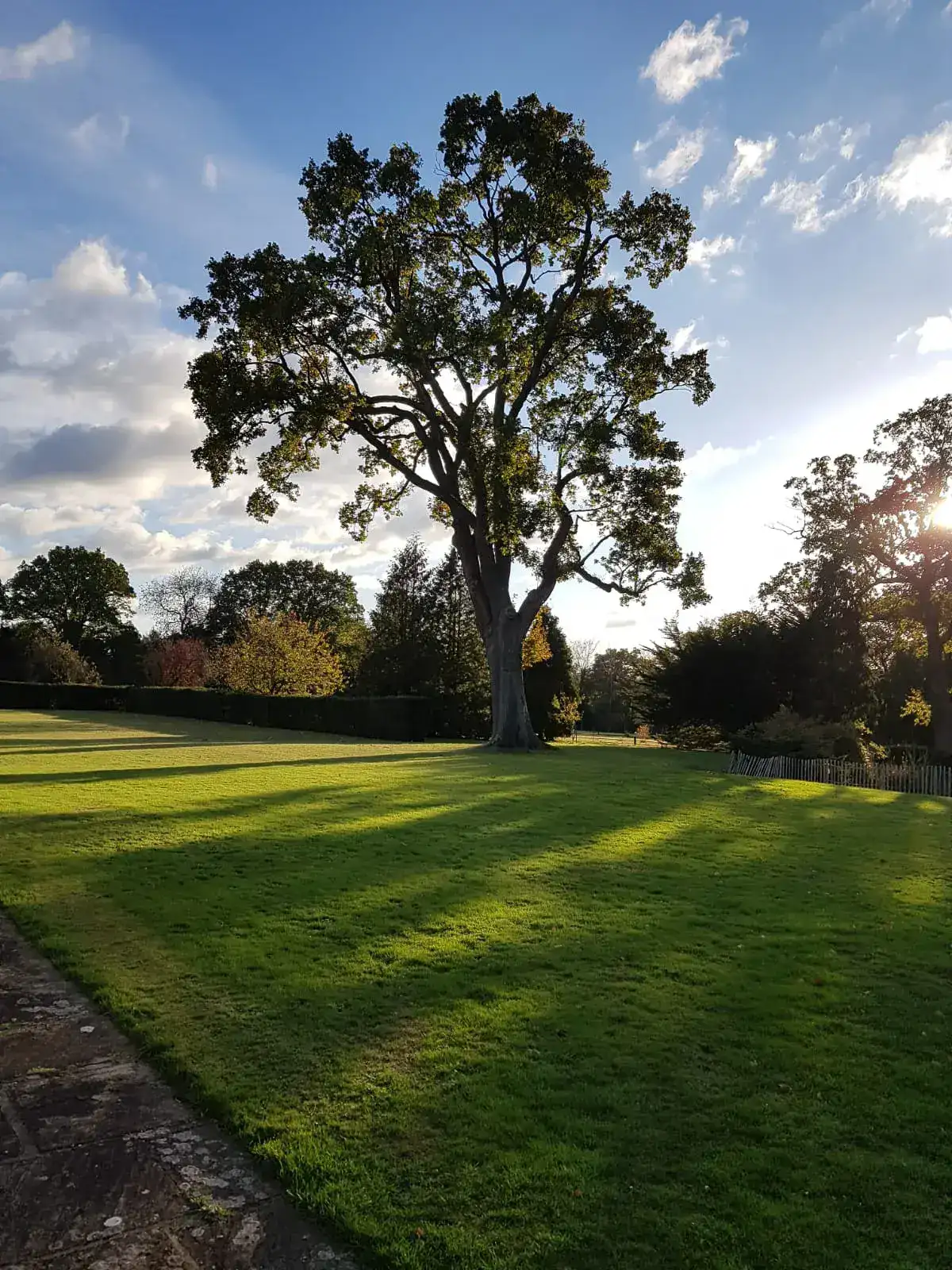 A mature tree being assessed for a professional survey