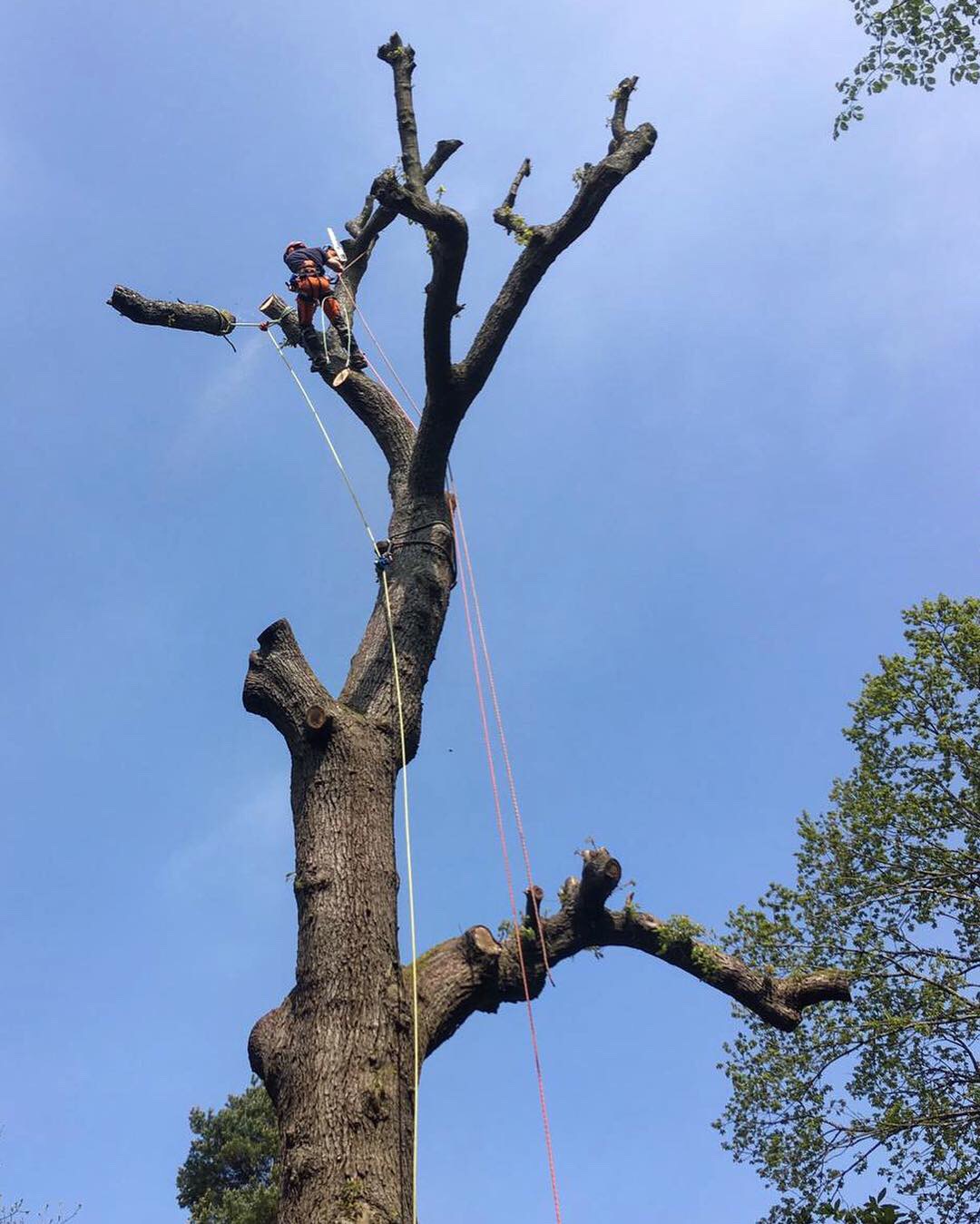 Professional arborist working high in the canopy of a large tree