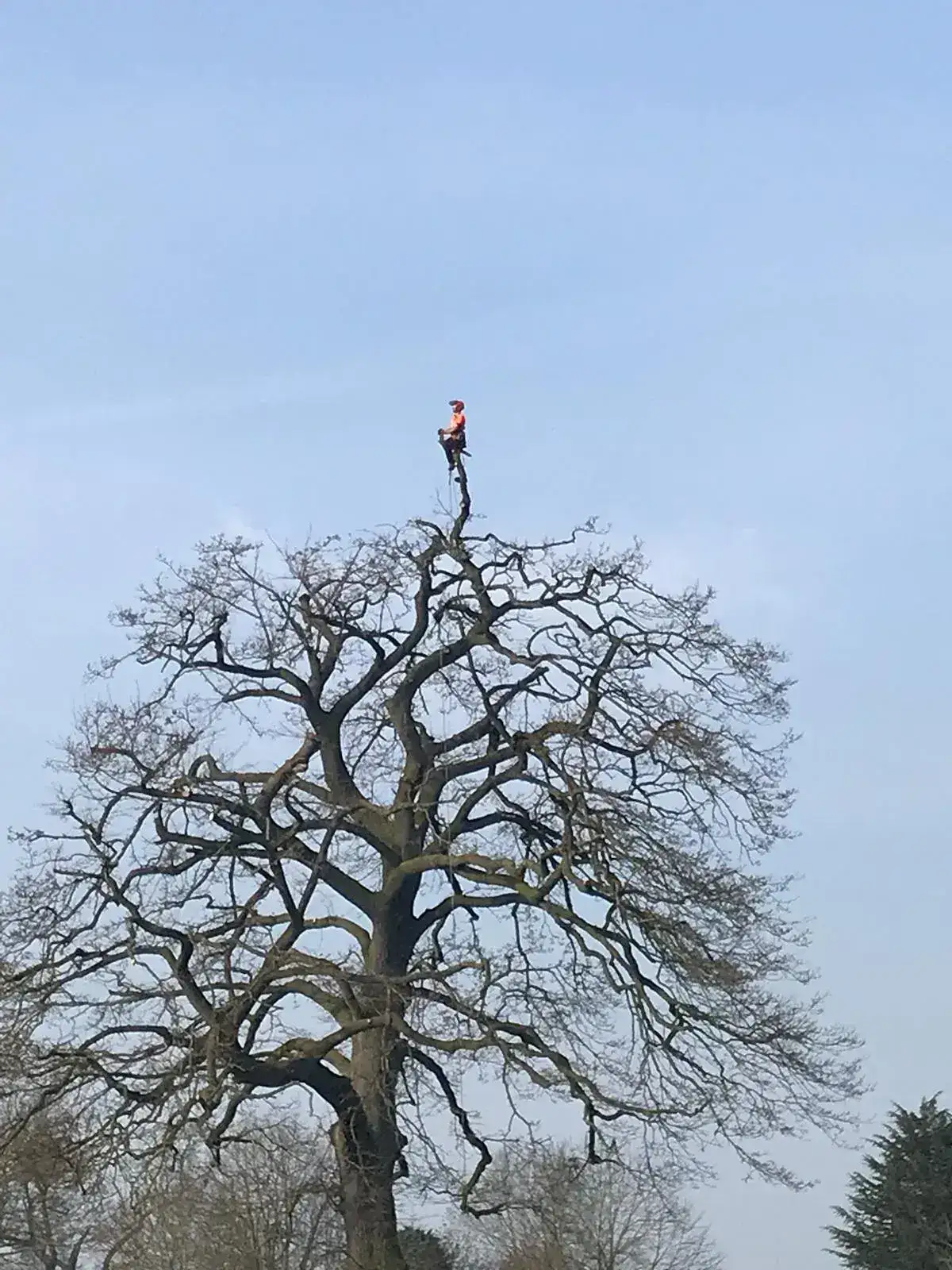 Climber at the very top of a tall tree