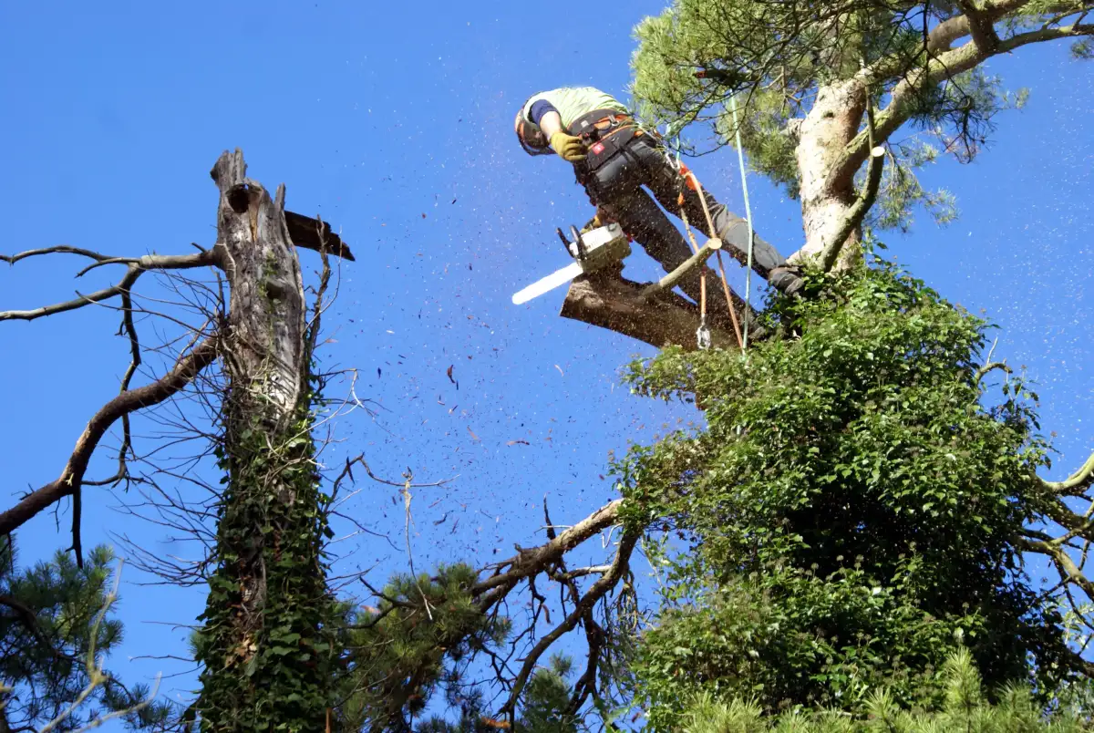 Tree surgeon felling a tree, chainsaw sawdust flying