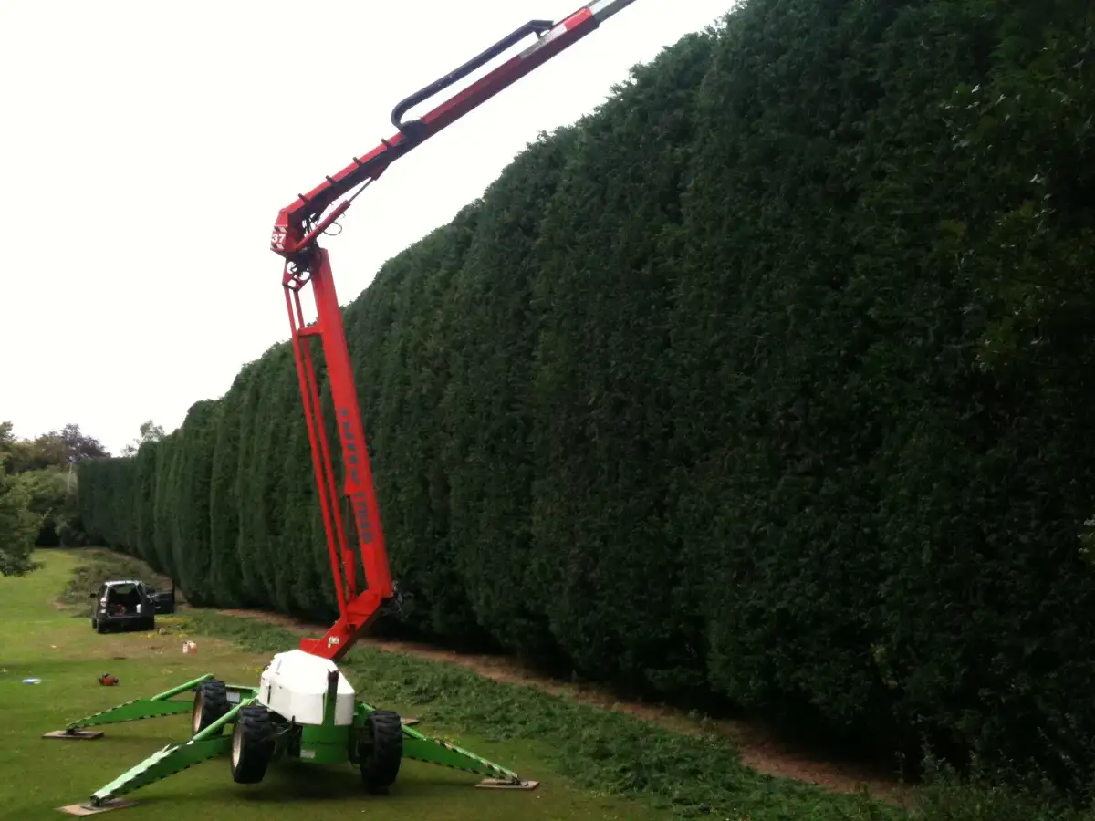 Tree work - access and rigging