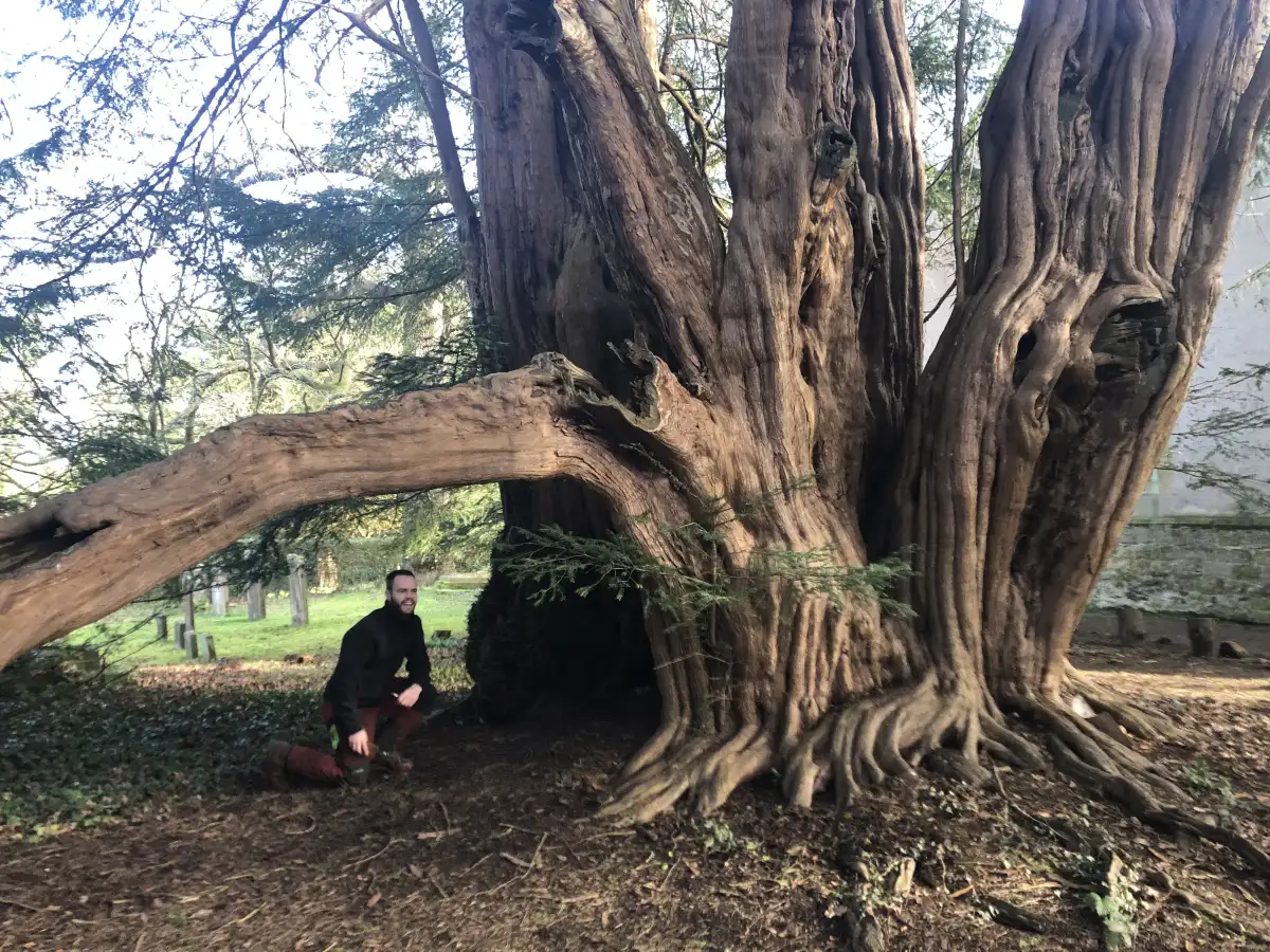 Tree surgery - canopy view