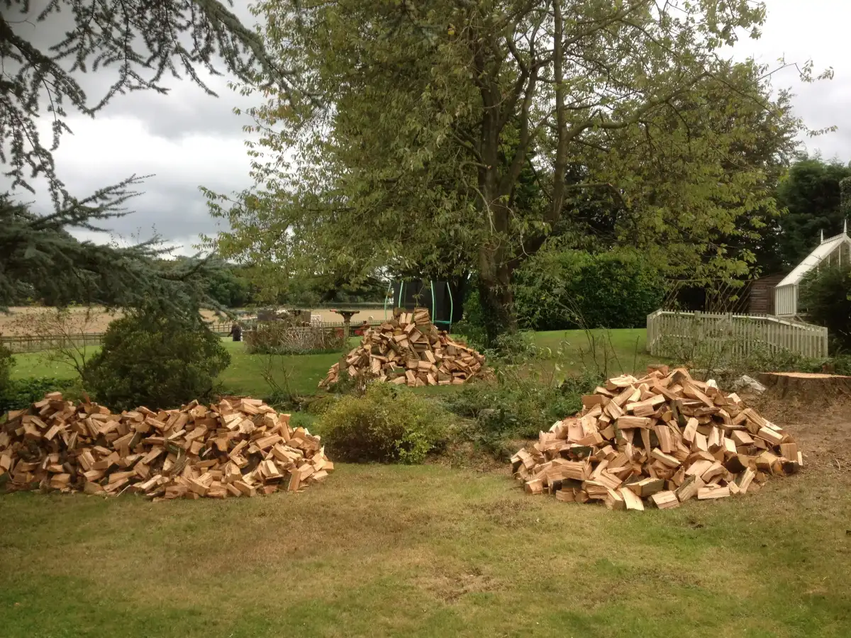 Arborist at work