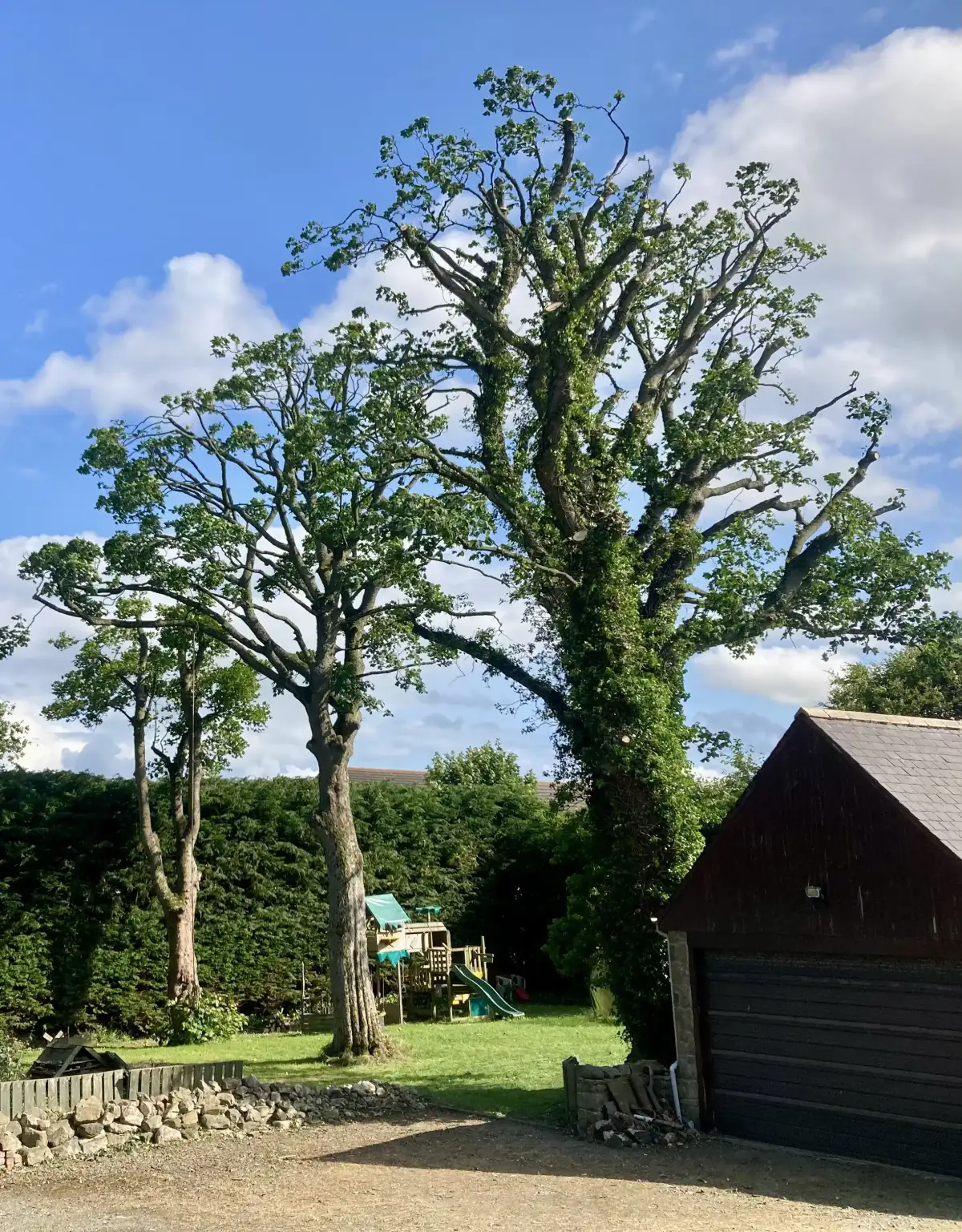 Crown reduction in Aberdeenshire