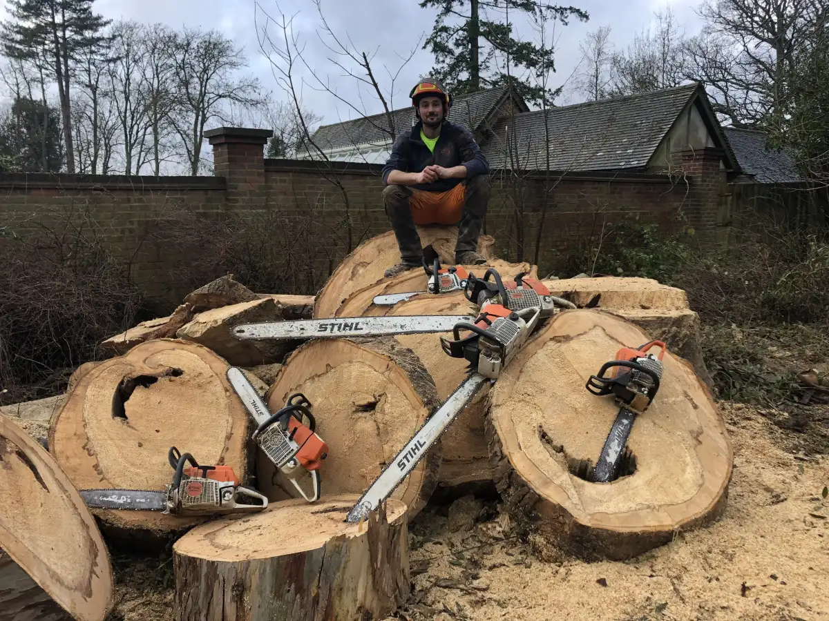Felled timber and chainsaws after a large removal