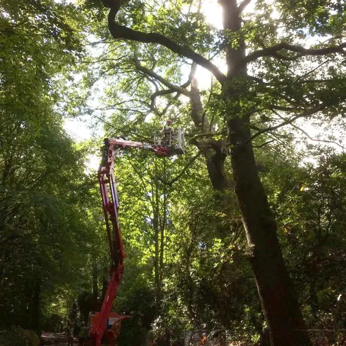 Tree work from a cherry picker in woodland