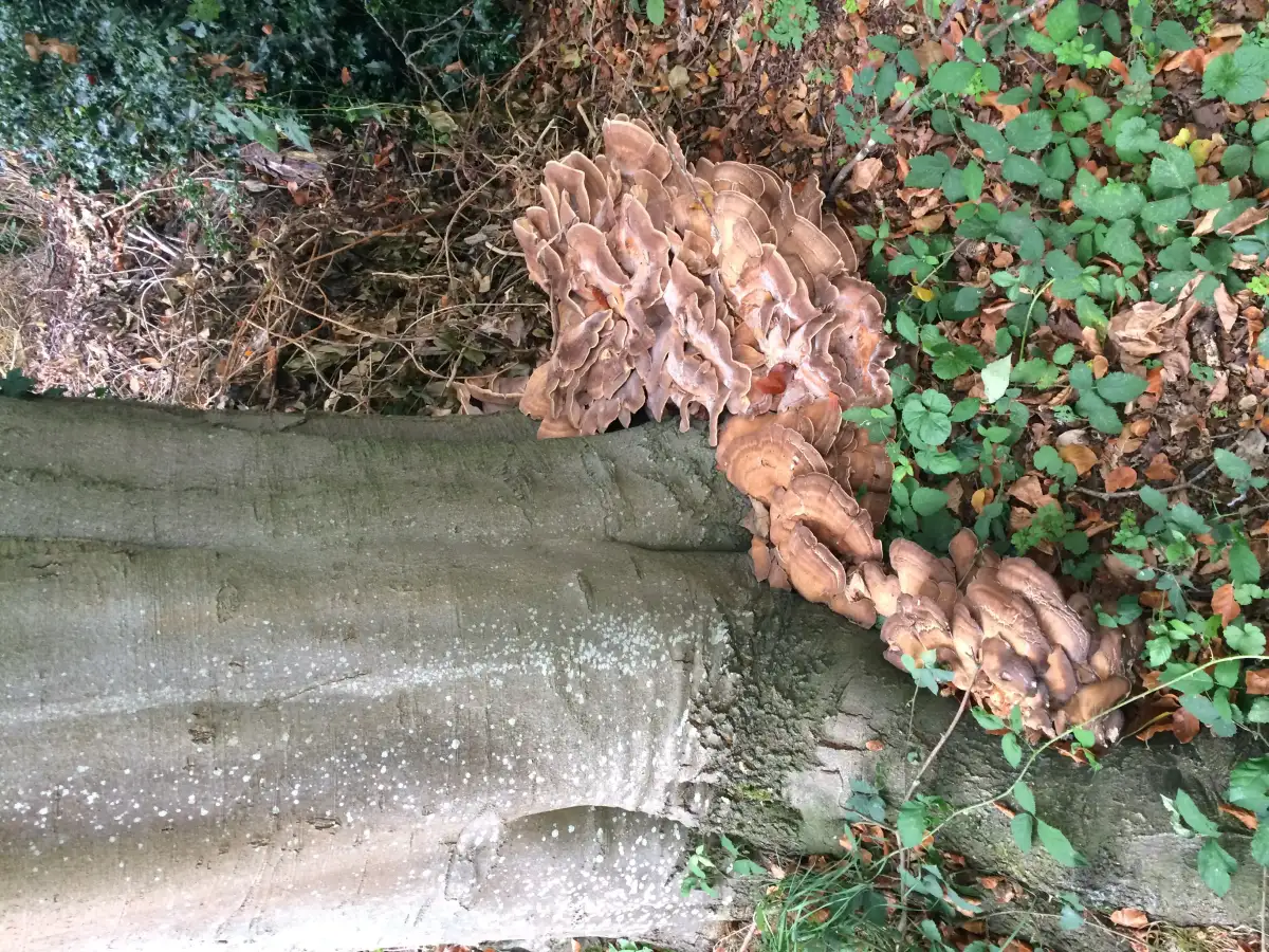 Tree surgery - aerial view