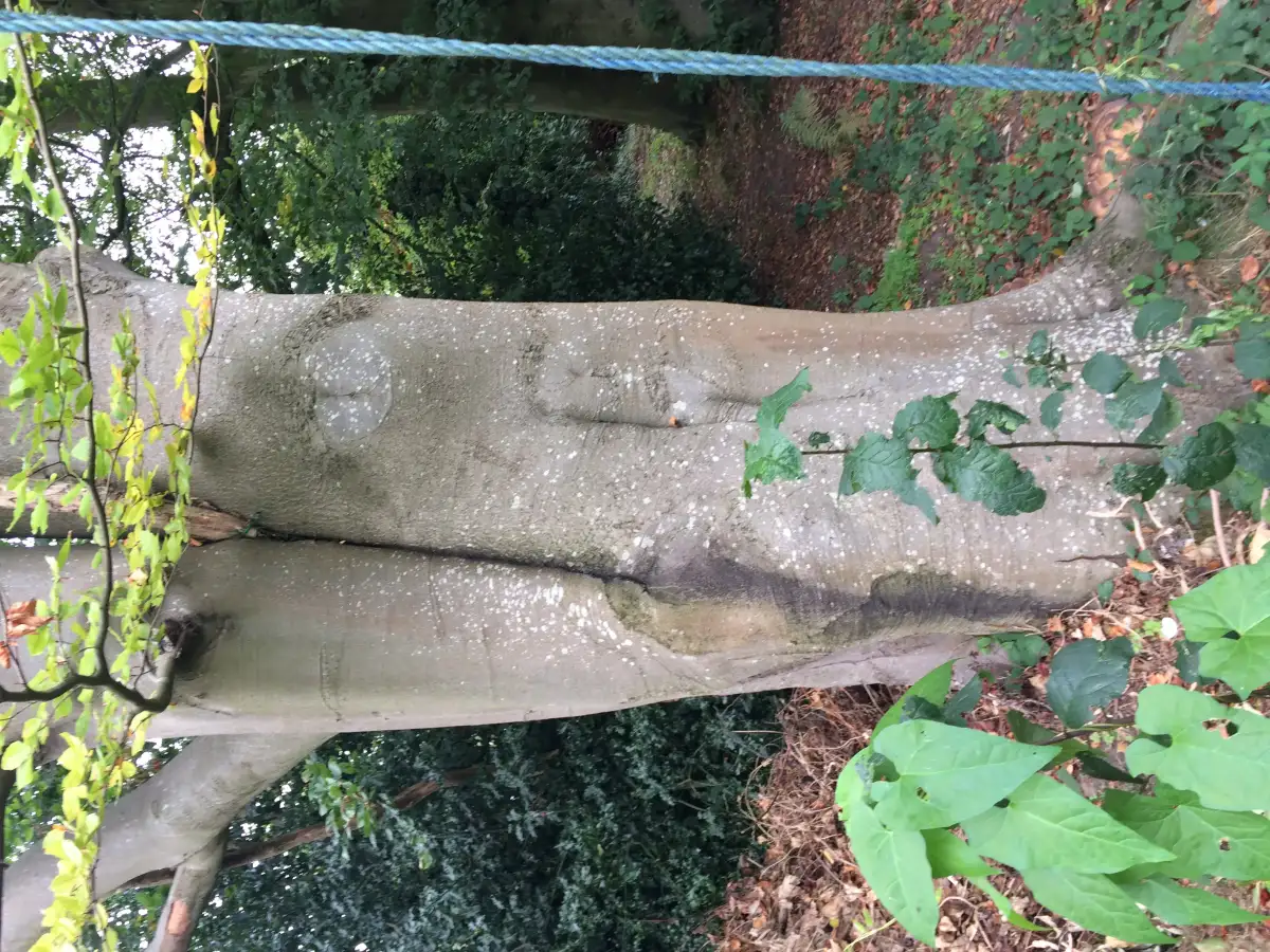 Tree work - ground level