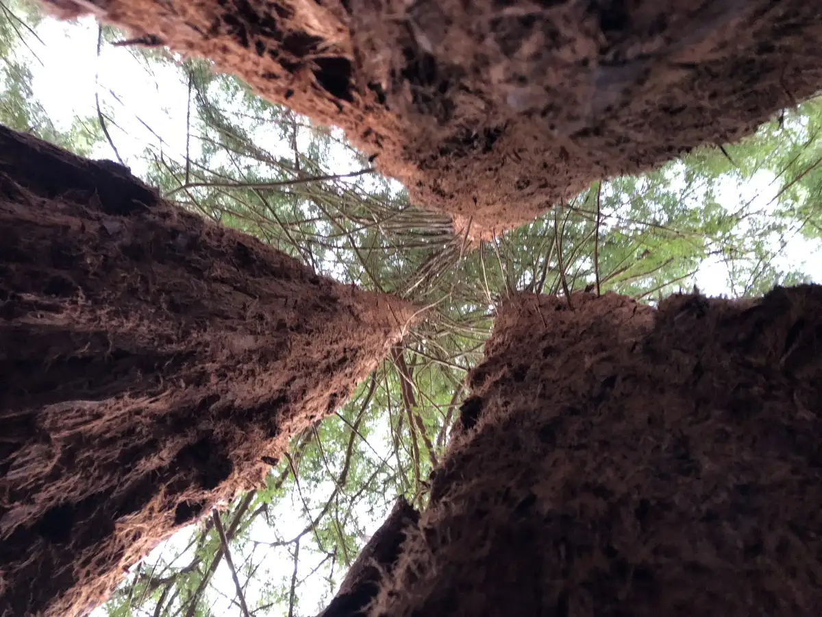 Looking up the trunks of towering conifers