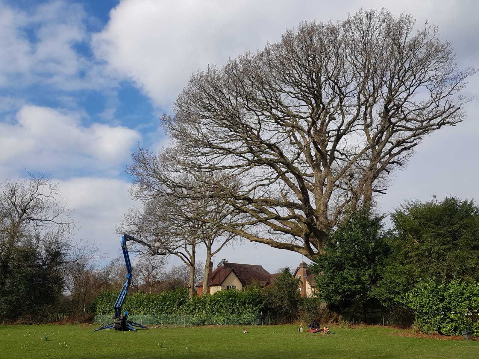 Large bare tree being worked from an access platform