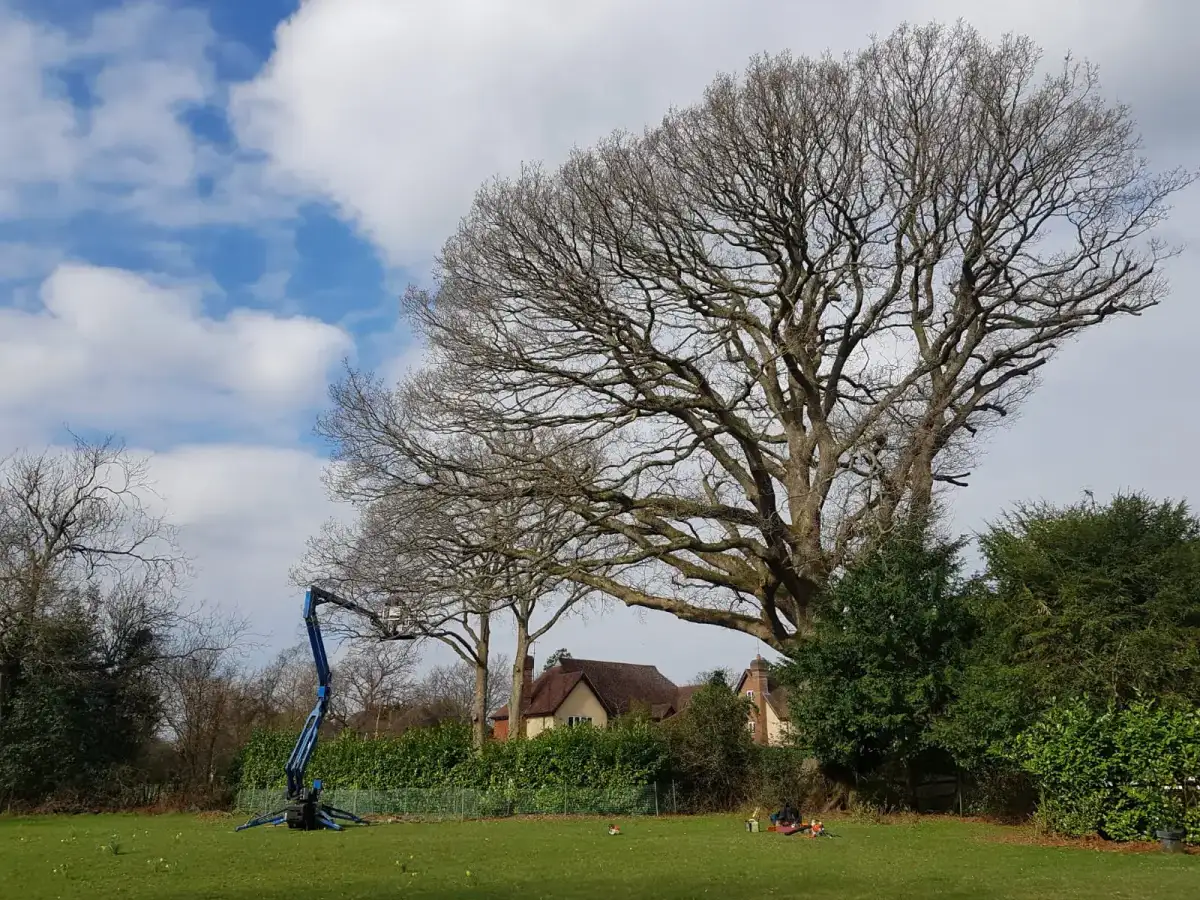 Large bare tree being worked from an access platform