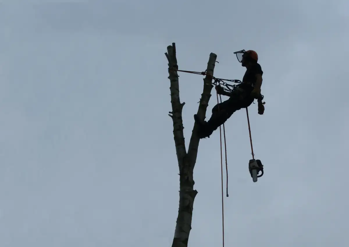 Professional arborist silhouetted at the top of a pole