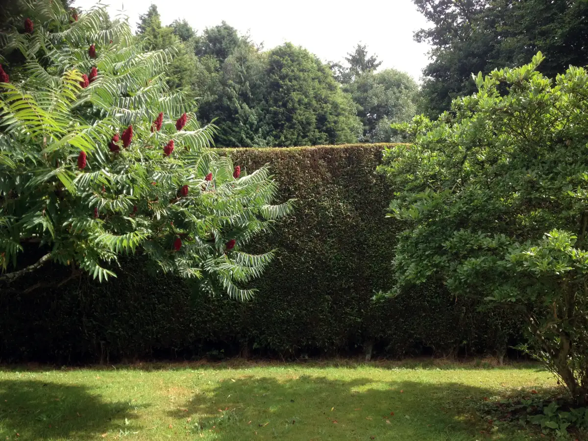 Conifer hedge cutting